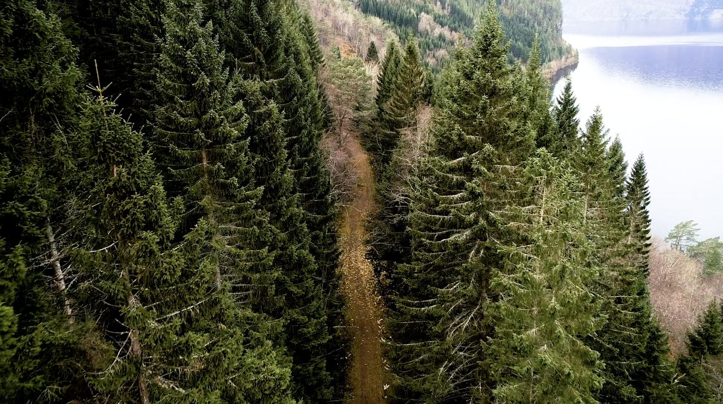 Dronebilde som viser en liten del av postveien gjennom en skog i Volda kommune